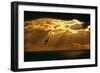 Fulmar in Flight in Front of Spectacular Lighting-null-Framed Photographic Print