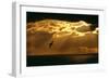 Fulmar in Flight in Front of Spectacular Lighting-null-Framed Photographic Print