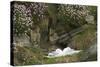 Fulmar on Nest Amongst Thrift-null-Stretched Canvas