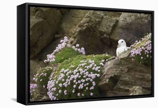 Fulmar on Nest Amongst Thrift-null-Framed Stretched Canvas
