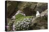 Fulmar on Nest Amongst Thrift-null-Stretched Canvas