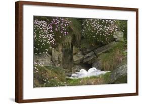 Fulmar on Nest Amongst Thrift-null-Framed Photographic Print