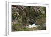 Fulmar on Nest Amongst Thrift-null-Framed Photographic Print