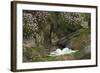 Fulmar on Nest Amongst Thrift-null-Framed Photographic Print