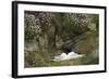 Fulmar on Nest Amongst Thrift-null-Framed Photographic Print