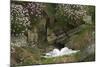 Fulmar on Nest Amongst Thrift-null-Mounted Photographic Print