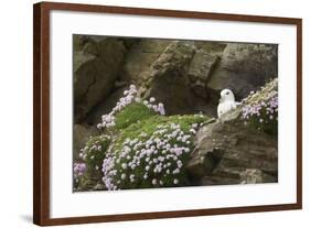 Fulmar on Nest Amongst Thrift-null-Framed Photographic Print