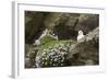 Fulmar on Nest Amongst Thrift-null-Framed Photographic Print