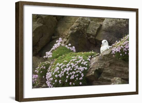 Fulmar on Nest Amongst Thrift-null-Framed Photographic Print