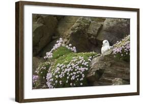 Fulmar on Nest Amongst Thrift-null-Framed Photographic Print