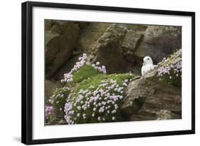 Fulmar on Nest Amongst Thrift-null-Framed Photographic Print