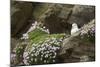 Fulmar on Nest Amongst Thrift-null-Mounted Photographic Print