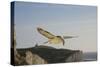 Fulmar Petrel in Flight over the Seven Sisters-null-Stretched Canvas