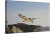 Fulmar Petrel in Flight over the Seven Sisters-null-Stretched Canvas