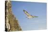 Fulmar Petrel in Flight over the Seven Sisters-null-Stretched Canvas