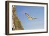 Fulmar Petrel in Flight over the Seven Sisters-null-Framed Photographic Print