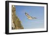 Fulmar Petrel in Flight over the Seven Sisters-null-Framed Photographic Print