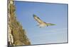 Fulmar Petrel in Flight over the Seven Sisters-null-Mounted Photographic Print