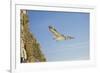 Fulmar Petrel in Flight over the Seven Sisters-null-Framed Photographic Print