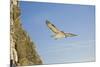 Fulmar Petrel in Flight over the Seven Sisters-null-Mounted Photographic Print