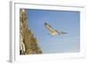 Fulmar Petrel in Flight over the Seven Sisters-null-Framed Photographic Print