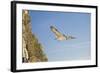 Fulmar Petrel in Flight over the Seven Sisters-null-Framed Photographic Print