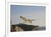 Fulmar Petrel in Flight over the Seven Sisters-null-Framed Photographic Print