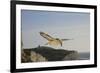 Fulmar Petrel in Flight over the Seven Sisters-null-Framed Photographic Print