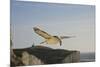 Fulmar Petrel in Flight over the Seven Sisters-null-Mounted Photographic Print