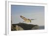 Fulmar Petrel in Flight over the Seven Sisters-null-Framed Photographic Print