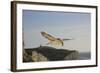 Fulmar Petrel in Flight over the Seven Sisters-null-Framed Photographic Print