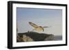 Fulmar Petrel in Flight over the Seven Sisters-null-Framed Photographic Print