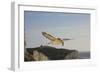 Fulmar Petrel in Flight over the Seven Sisters-null-Framed Photographic Print