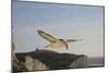 Fulmar Petrel in Flight over the Seven Sisters-null-Mounted Photographic Print