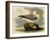 Fulmar-John James Audubon-Framed Giclee Print