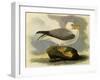 Fulmar-John James Audubon-Framed Giclee Print