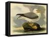 Fulmar-John James Audubon-Framed Stretched Canvas