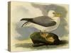 Fulmar-John James Audubon-Stretched Canvas