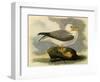 Fulmar-John James Audubon-Framed Giclee Print