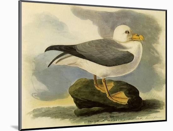 Fulmar-John James Audubon-Mounted Giclee Print