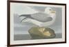 Fulmer Petrel, 1835-John James Audubon-Framed Giclee Print