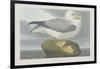 Fulmer Petrel, 1835-John James Audubon-Framed Giclee Print