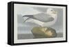 Fulmer Petrel, 1835-John James Audubon-Framed Stretched Canvas