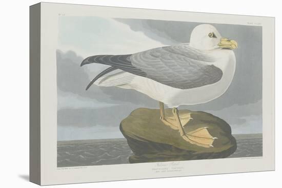 Fulmer Petrel, 1835-John James Audubon-Stretched Canvas