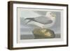 Fulmer Petrel, 1835-John James Audubon-Framed Premium Giclee Print