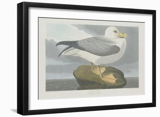 Fulmer Petrel, 1835-John James Audubon-Framed Premium Giclee Print