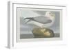 Fulmer Petrel, 1835-John James Audubon-Framed Premium Giclee Print