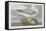 Fulmer Petrel, 1835-John James Audubon-Framed Stretched Canvas