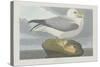 Fulmer Petrel, 1835-John James Audubon-Stretched Canvas