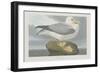 Fulmer Petrel, 1835-John James Audubon-Framed Giclee Print